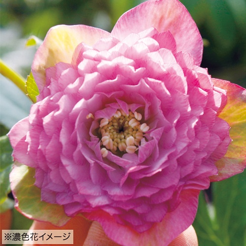 クリスマスローズ・多弁ダブルピンク| 種・苗・ガーデニング用品の