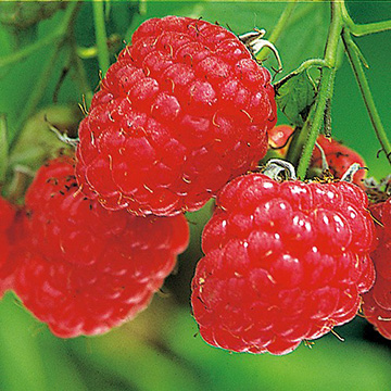 ラズベリー・ジョンスクエアー(R)| 種・苗・ガーデニング用品の
