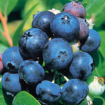 799-NBR217-2230060.jpg?