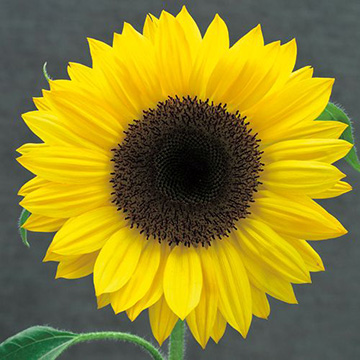 ひまわり・F1サンリッチ レモン| 種・苗・ガーデニング用品の【タキイ