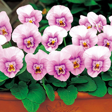 739-FBR808.jpg?202602031613