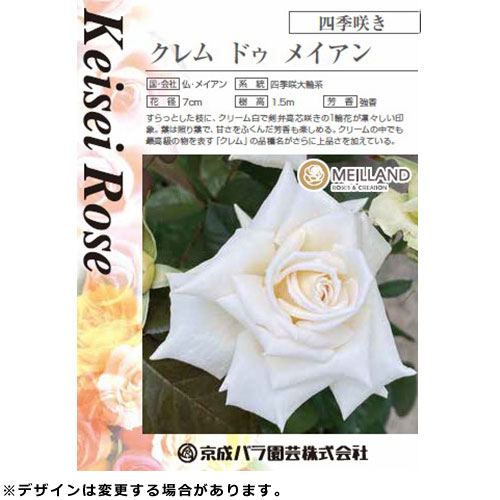 バラ・クレム ドゥ メイアン| 種・苗・ガーデニング用品の【タキイ