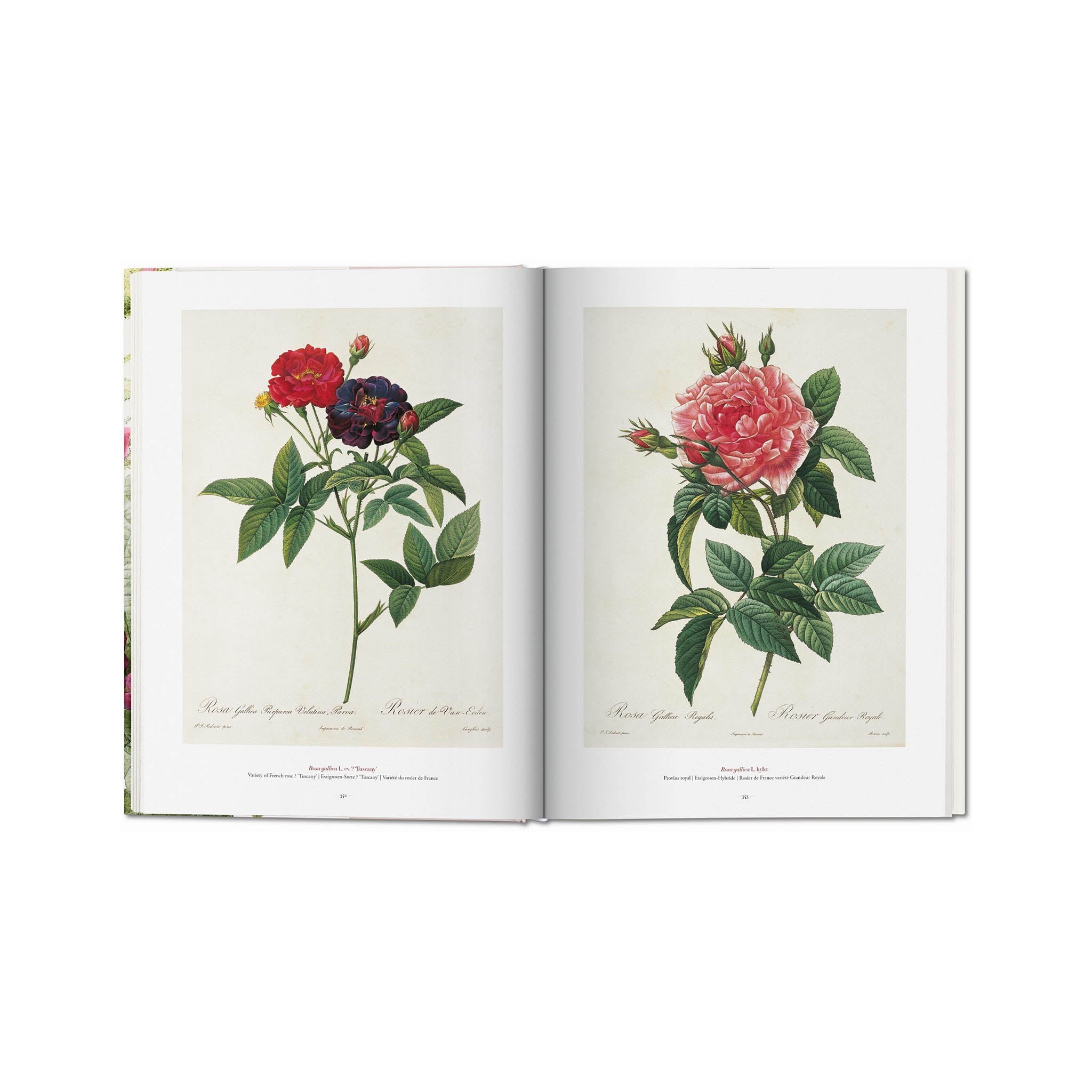 Redouté. The Book of Flowers. 45th Ed. – The Morgan Shop