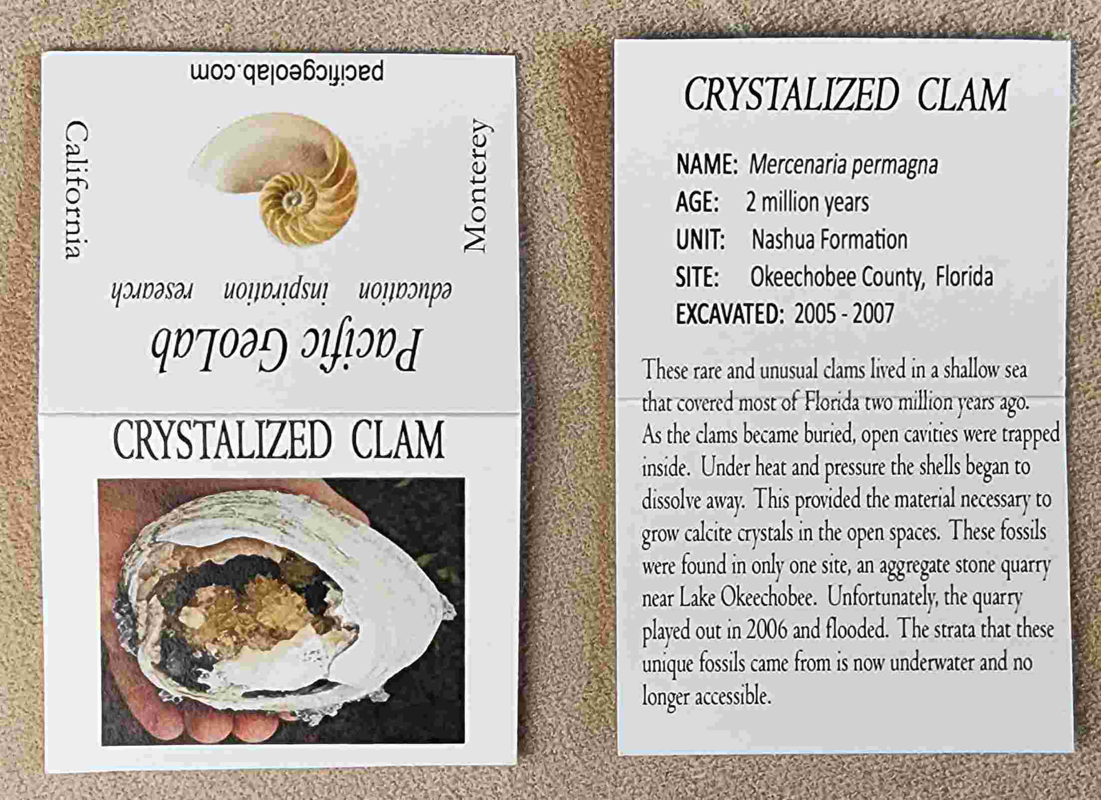 Crystalized Clam (OK5) – Pacific GeoLab