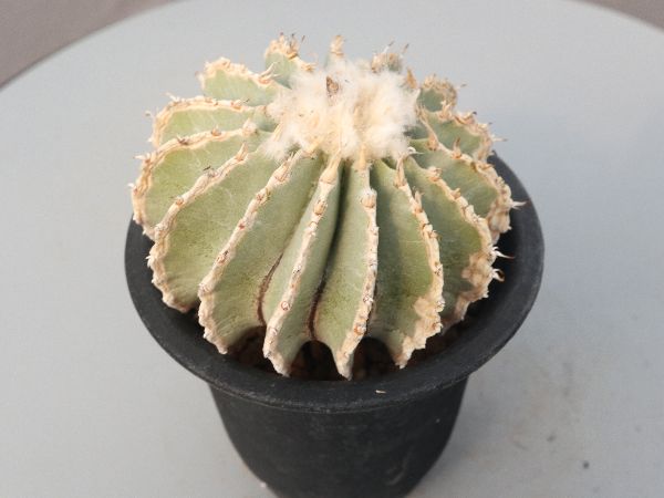 多肉植物・サボテン販売～PICO庵～ / ゲオヒントニア属 メキシカーナ