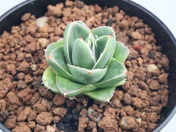 多肉植物・サボテン販売～PICO庵～ / アガベ属 王妃笹の雪 A型（Agave