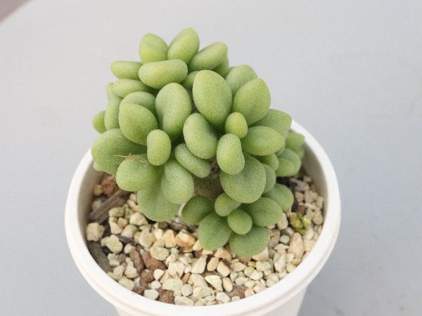 多肉植物・サボテン販売～PICO庵～ / チレコドン属 デシピエンス