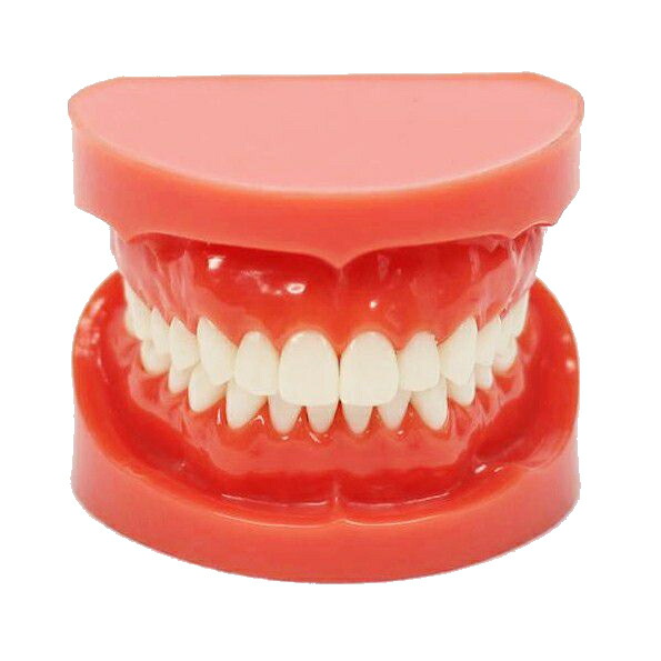 楽天市場】補綴修復用顎模型 (NISSIN DENTAL MODEL) (D16FE-500A(GSF