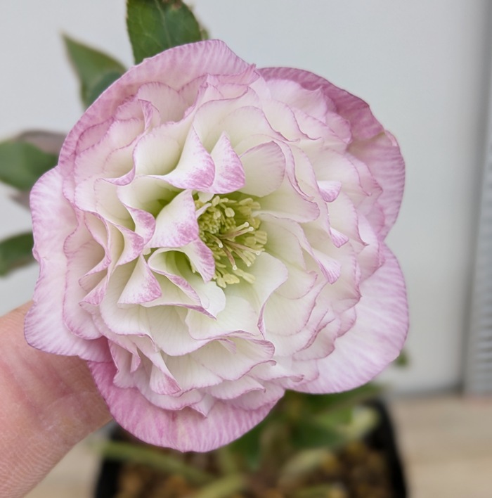 楽天市場】【現品】クリスマスローズ ウィンターシンフォニー