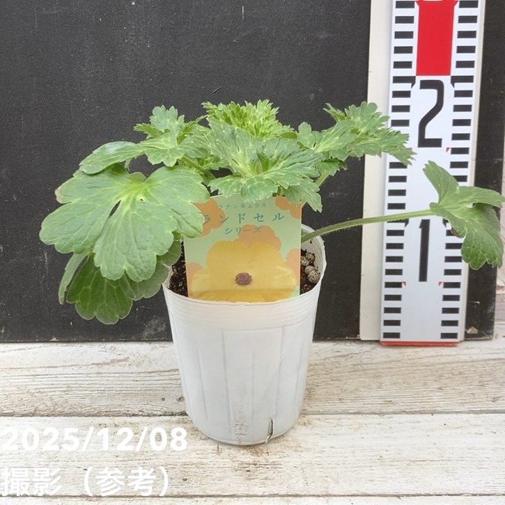 楽天市場】ラナンキュラス ランドセル 苗 サラセレネ フォティノース