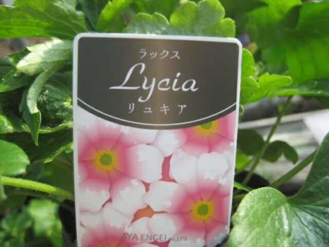 楽天市場】ラナンキュラス苗 花色ミックス 3苗セット 開花目安2月～3