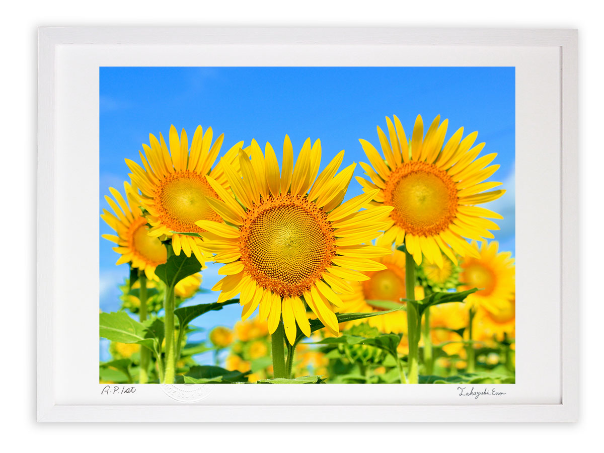楽天市場】版画 絵画 ひまわりの道 アートフォト インテリア 額入り