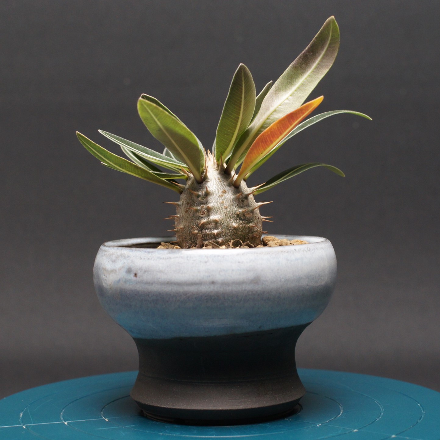 楽天市場】多肉植物 caパキポディウム グラキリス ベアルート株 1009