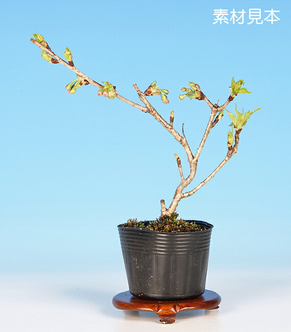 楽天市場】ミニ盆栽 「富士桜（しだれ）」 サクラ さくら sakura 桜