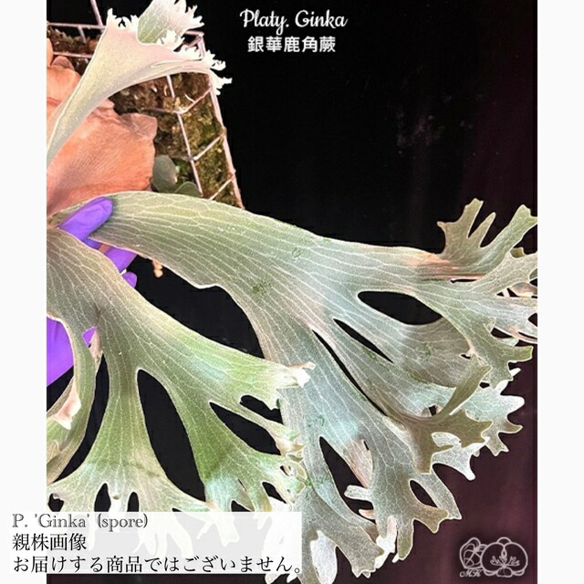 楽天市場】(現品) ビカクシダ 'ギンカ' (spore) (No.41056) (コウモリ