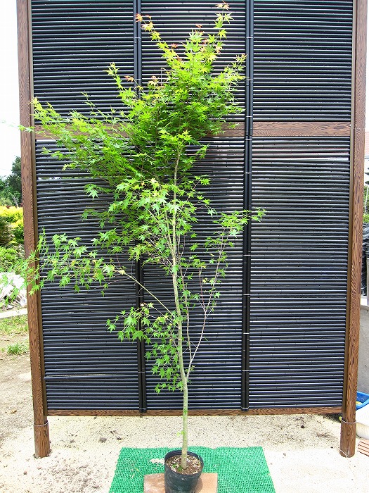 楽天市場】【スーパーセール10%OFF】イロハモミジ 本株立ち 樹高2.5m