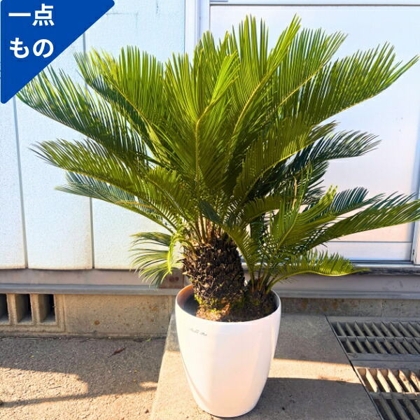 楽天市場】ココスヤシ 9号樹高1m前後(鉢底から) 南国 シンボルツリー