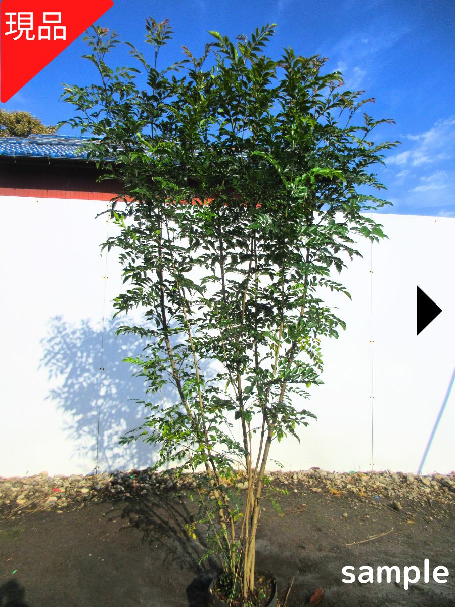 楽天市場】ハイノキ 株立樹高1.8m前後(根鉢含まず)シンボルツリー 庭木