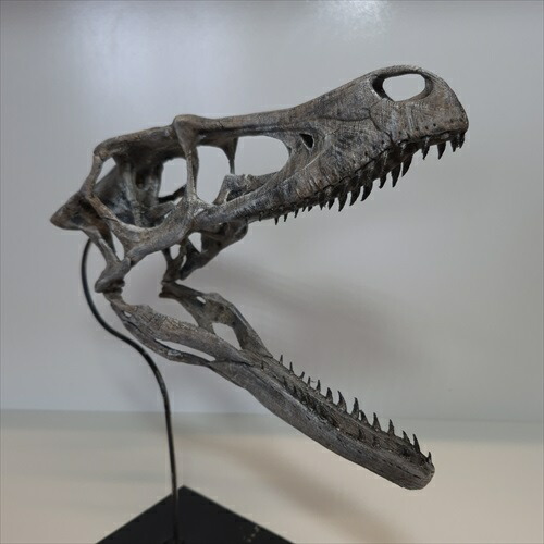 楽天市場】【送料無料】【サーベルタイガー/化石/頭/恐竜】博物館級