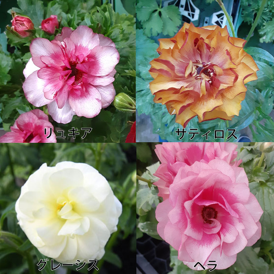ラナンキュラス ラックス 5号鉢 アウラ エリス ティーバ ジュピター