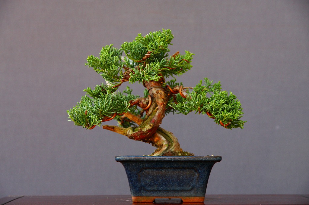 楽天市場】（株）一樹園 糸魚川真柏 小品盆栽／樹齢15年 : 一樹園