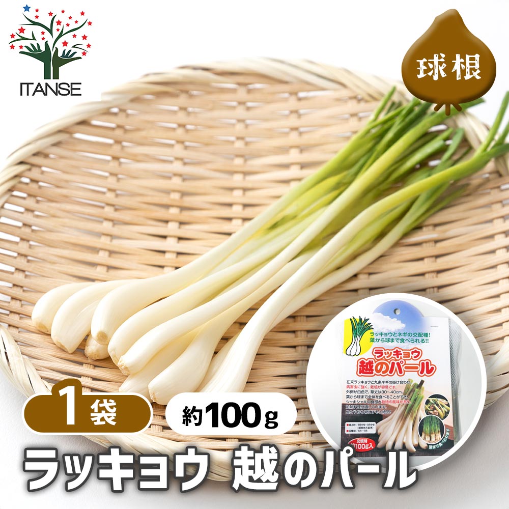 楽天市場】「 ラッキョウ 1kg(茨城県産）種根」種 国産 らっきょう 辣