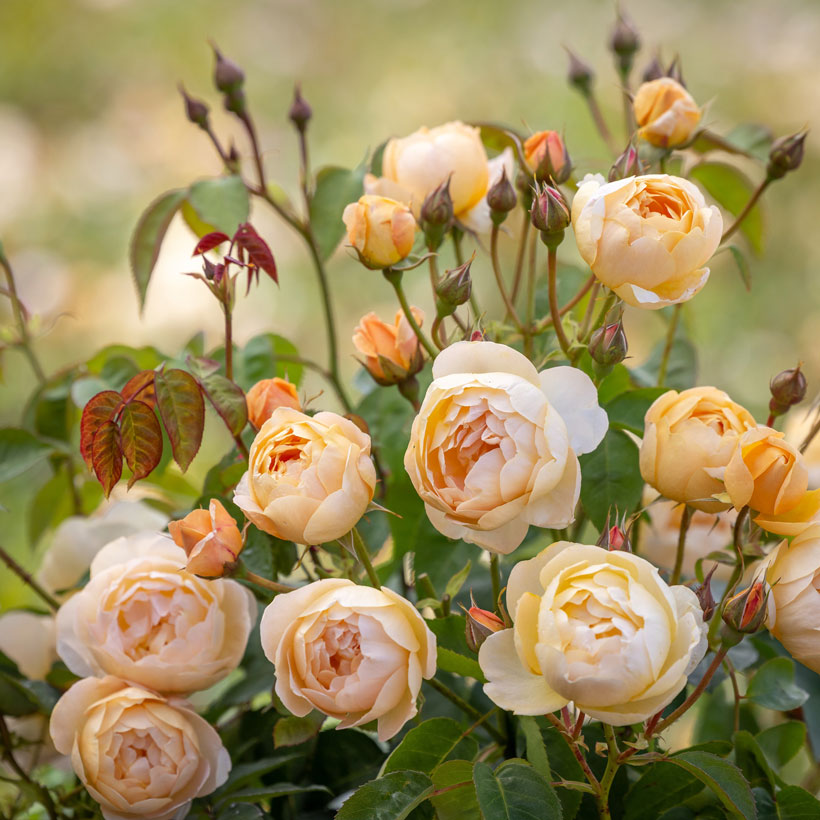 楽天市場】ダナヒュー（大苗）（Ausa6b15）7号鉢植え イングリッシュ