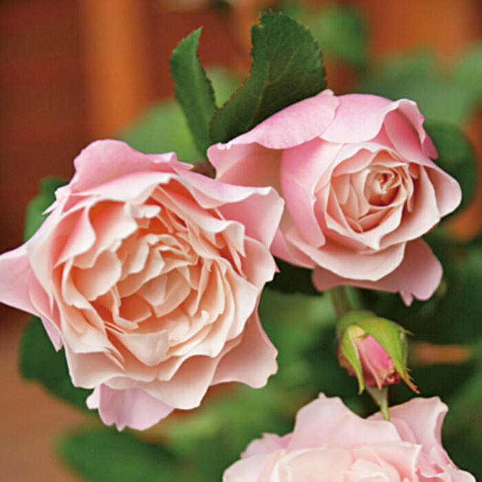 楽天市場】【2026年 早期予約】送料無料【ダフネ 新苗4号鉢】鉢植え