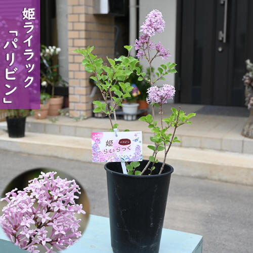 楽天市場】ライラック プレジデントグレビー 接木2年生 1本 : e-フラワー