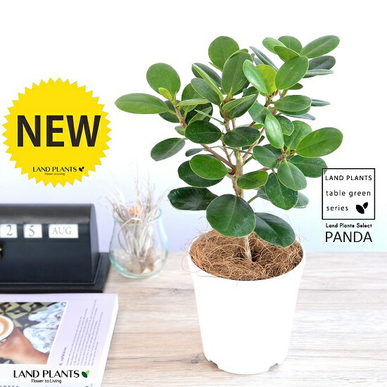 楽天市場】【パンダガジュマル 7号リン鉢 背丈約60cm前後】ガジュマル