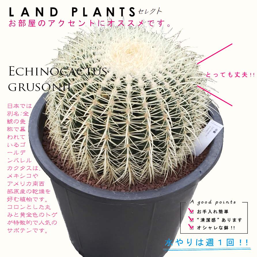 楽天市場】【ロックガーデン用苗】 サボテン（金鯱：キンシャチ） 1鉢