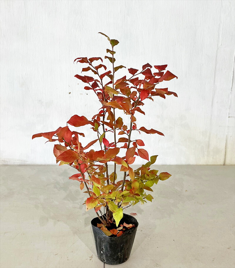 楽天市場】クロモジ 高さ約0.5m（鉢底から) 【サンプル画像】 同等品の