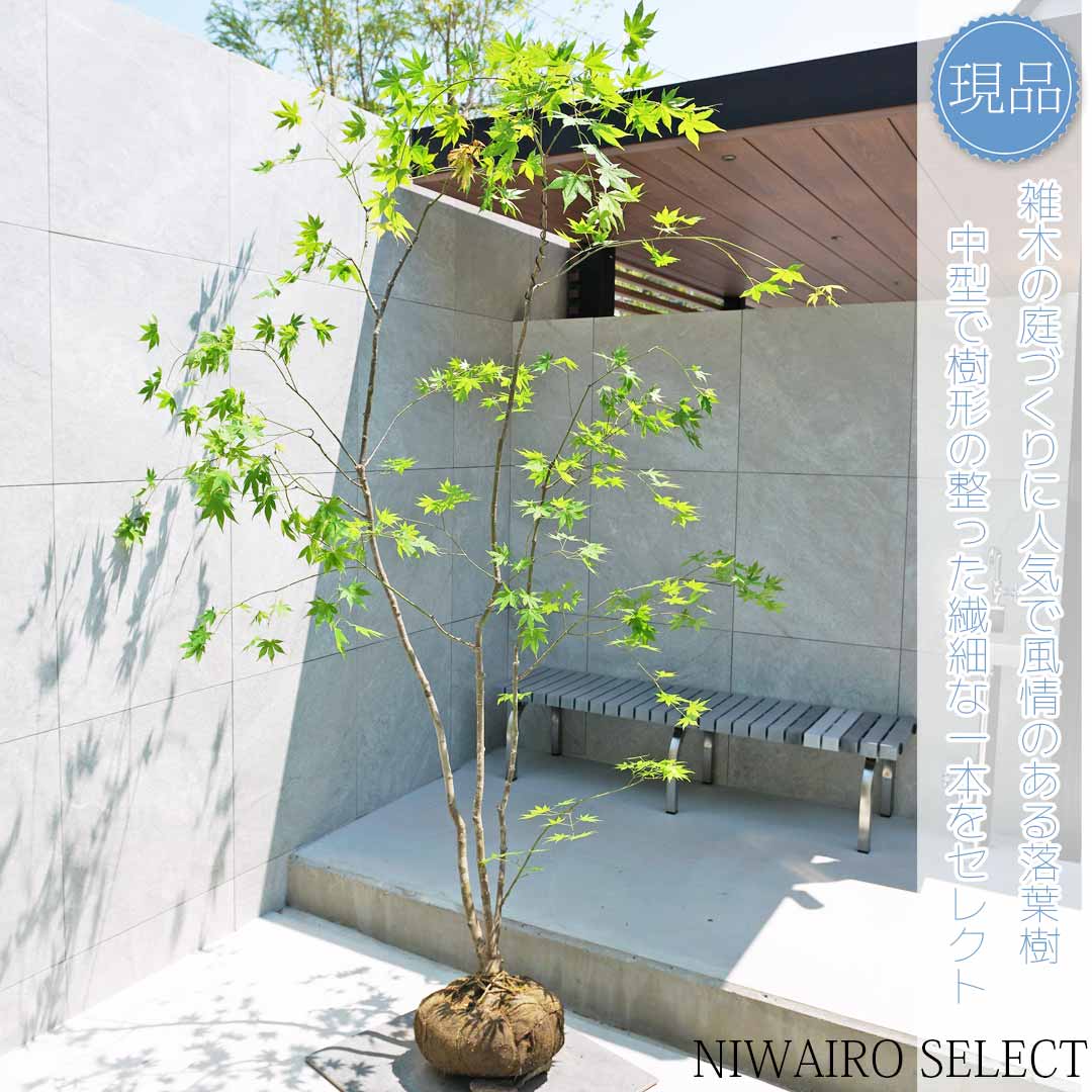 楽天市場】【現品】山採り【イロハモミジ】紅葉 株立ち 自然風樹形