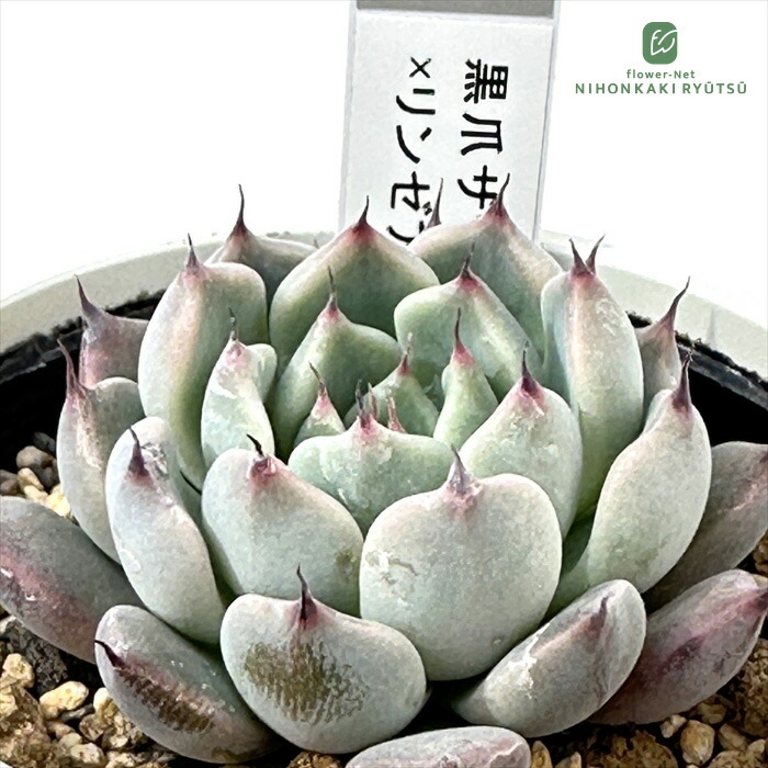 楽天市場】多肉植物 yukエケベリア リンゼアナ実生 多肉植物 優木園