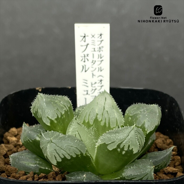 楽天市場】多肉植物 niハオルチア 白銀ゼブラ（白銀青木×ウルフゼブラ