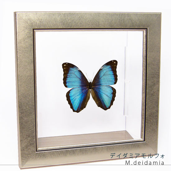 楽天市場】昆虫標本 蝶の標本 メネラウスモルフォ メタリック調ライト