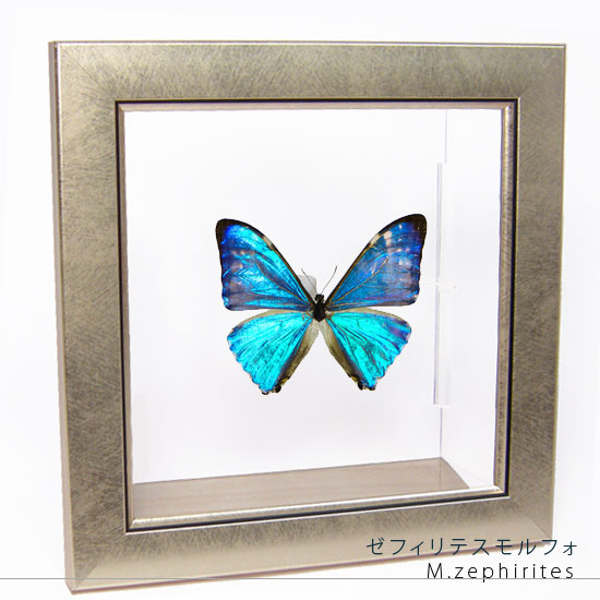 楽天市場】昆虫標本 蝶の標本 アドニスモルフォ メタリック調ライト