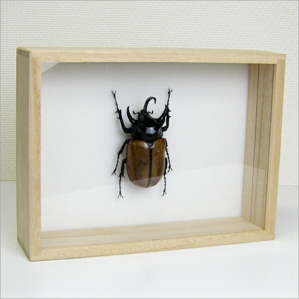 楽天市場】昆虫標本 エラフスホソアカクワガタ 桐箱20.5×15.5cm : ソプラノ