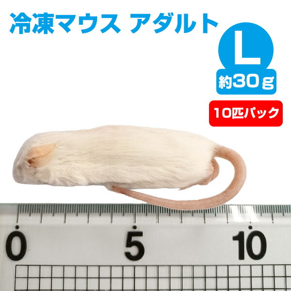 楽天市場】【冷凍】冷凍アダルトラット Sサイズ（約100g）10匹パック