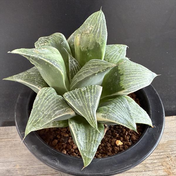 楽天市場】☆特価☆多肉植物：ハオルチア コンコレ錦（コンプト