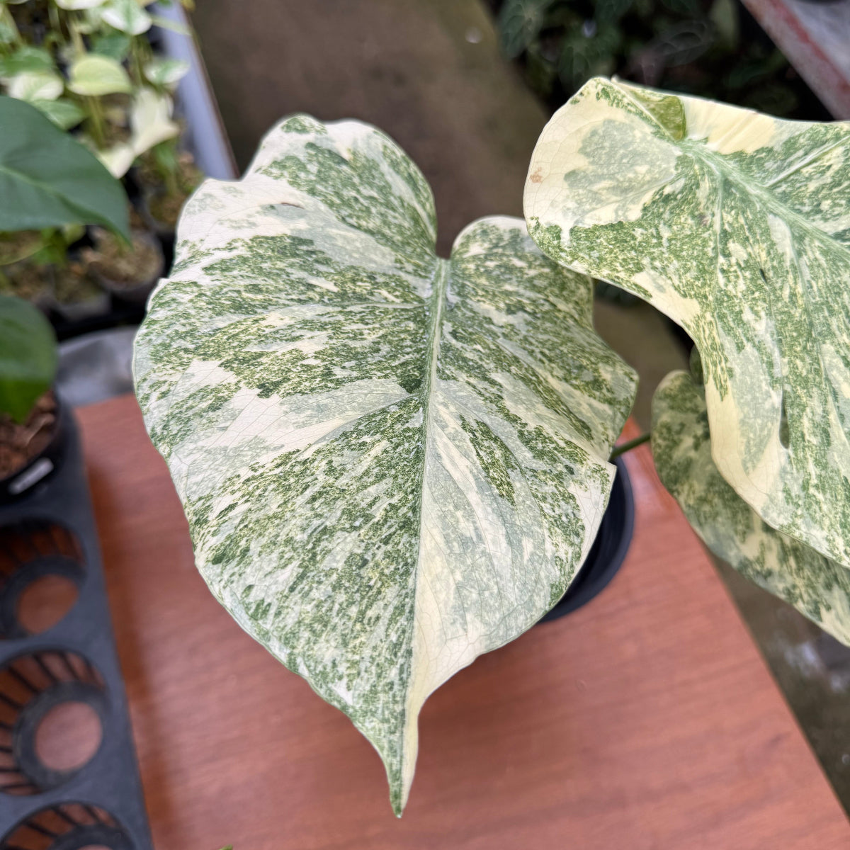 コレクション】モンステラ デリシオーサ 'タイコンステレーション