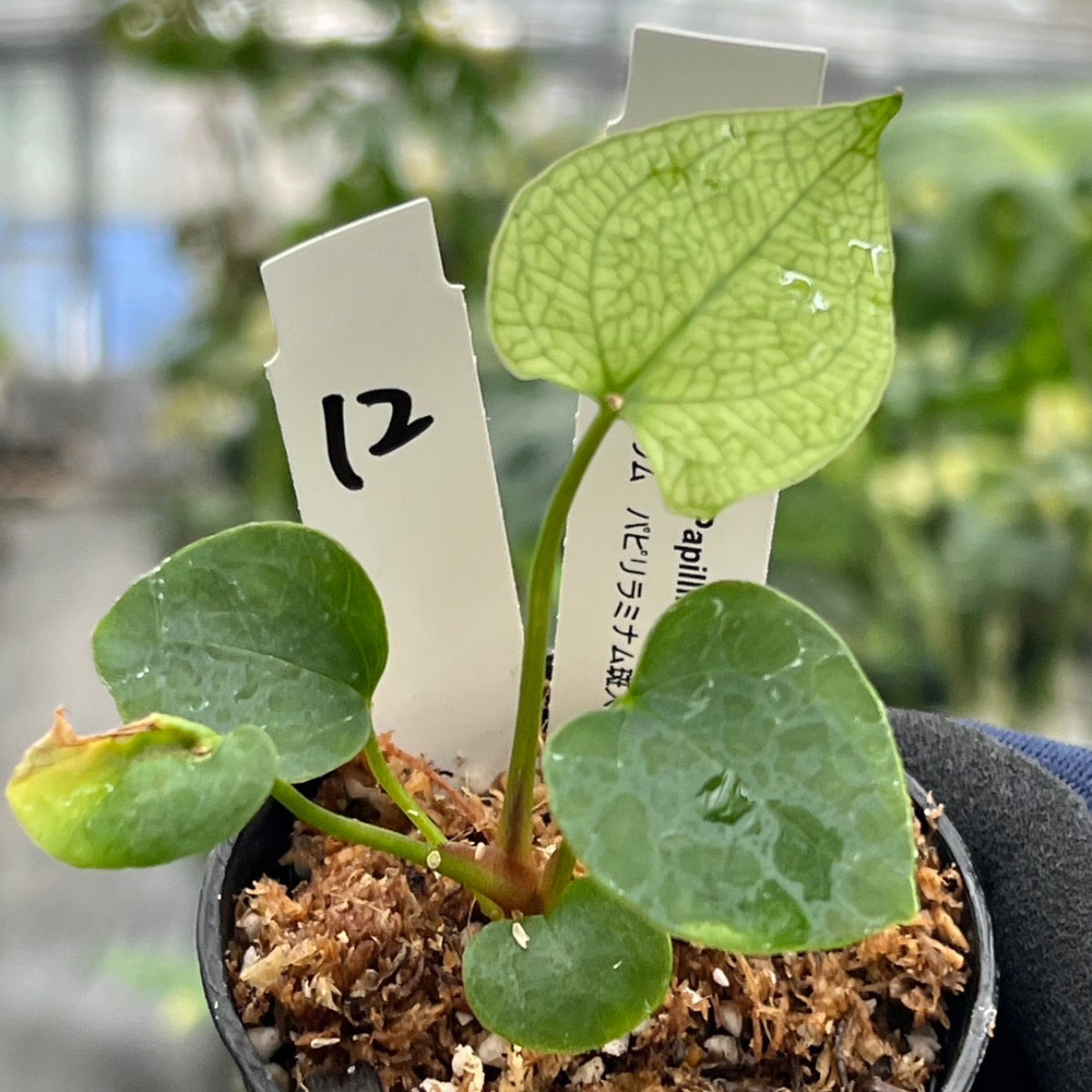 希少株】アンスリウム PAP x RL 斑入り未確認 – RARE PLANTS JAPAN