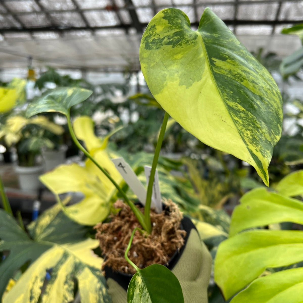 超希少】モンステラ デリシオーサ イエローマリリン 大株トップカット