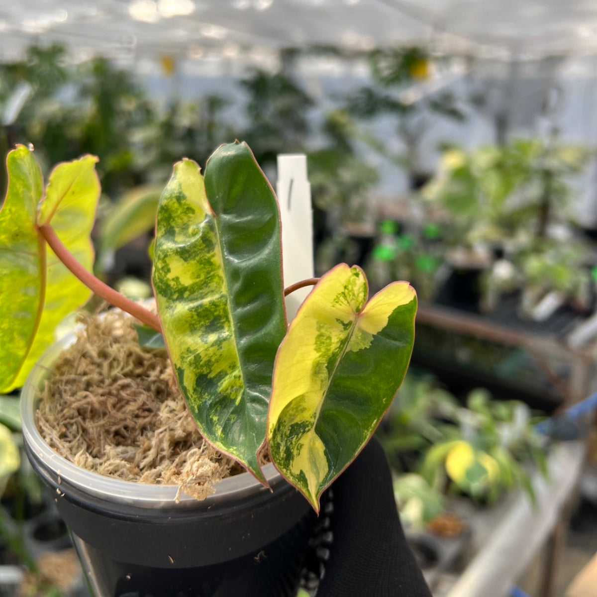 フィロデンドロン・ビレッティア 斑入り 3.5号サイズ – RARE PLANTS