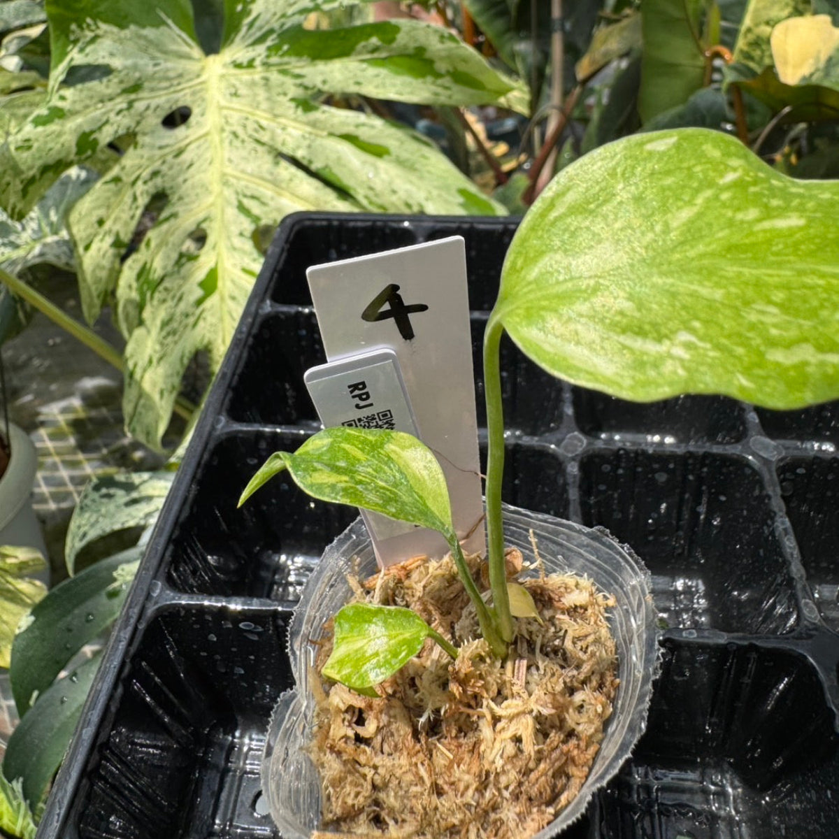 数量限定】モンステラ デリシオーサ 'エレクトロライト' – RARE PLANTS