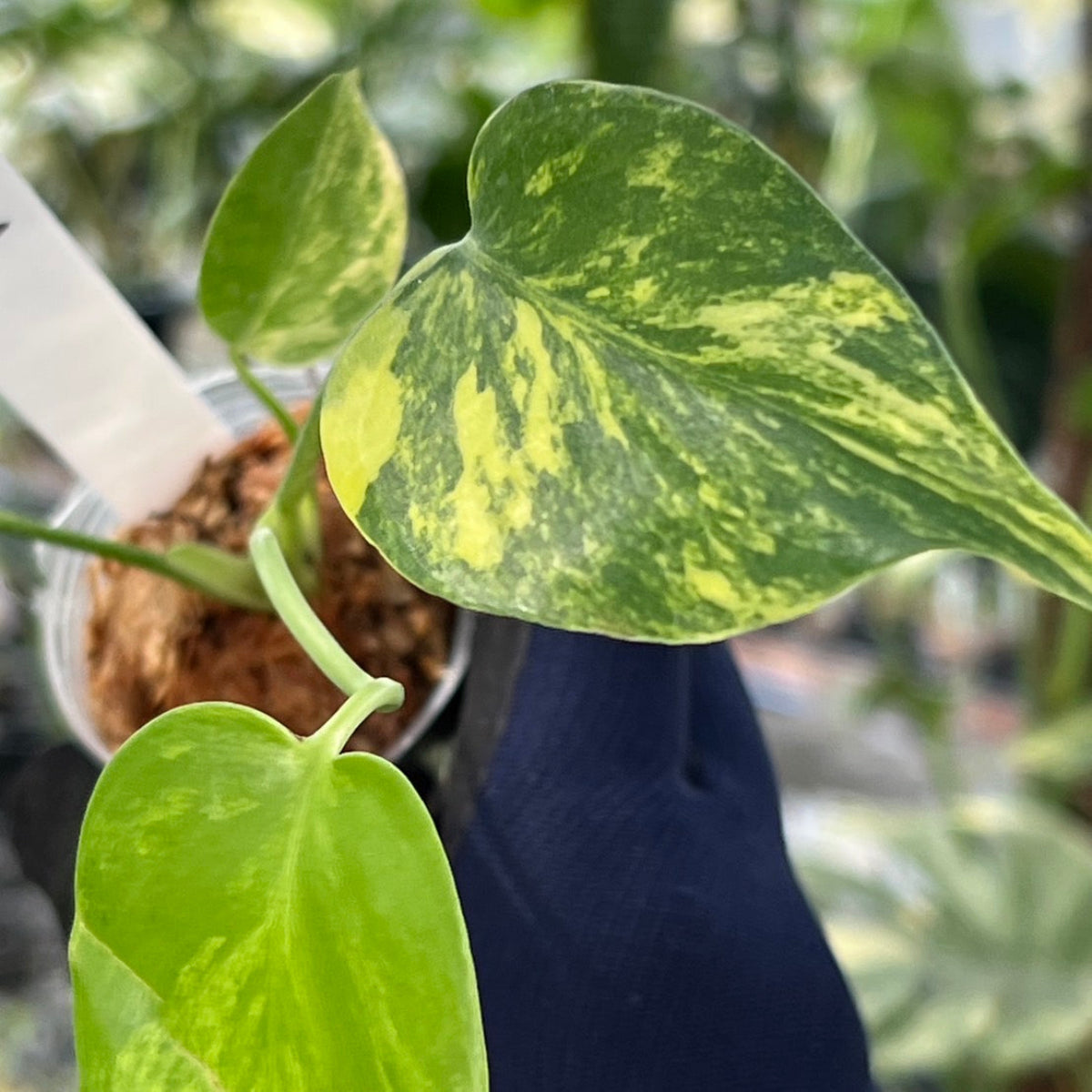 モンステラ・デリシオーサ 'イエローマリリン' – RARE PLANTS JAPAN