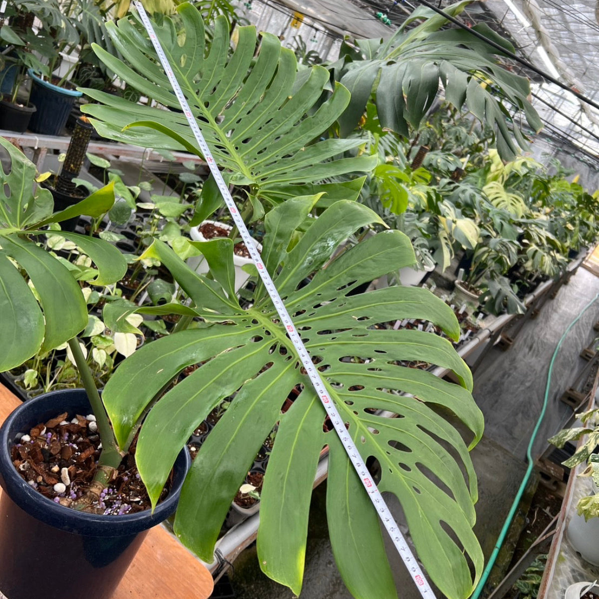 コレクション】モンステラ デリシオーサ 'マクロコズム'親株 – RARE