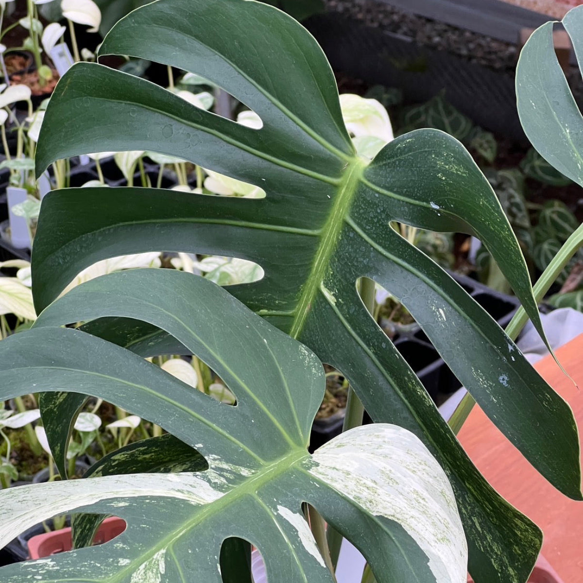 厳選/コレクション】モンステラ 'ボルシギアナミント' – RARE PLANTS