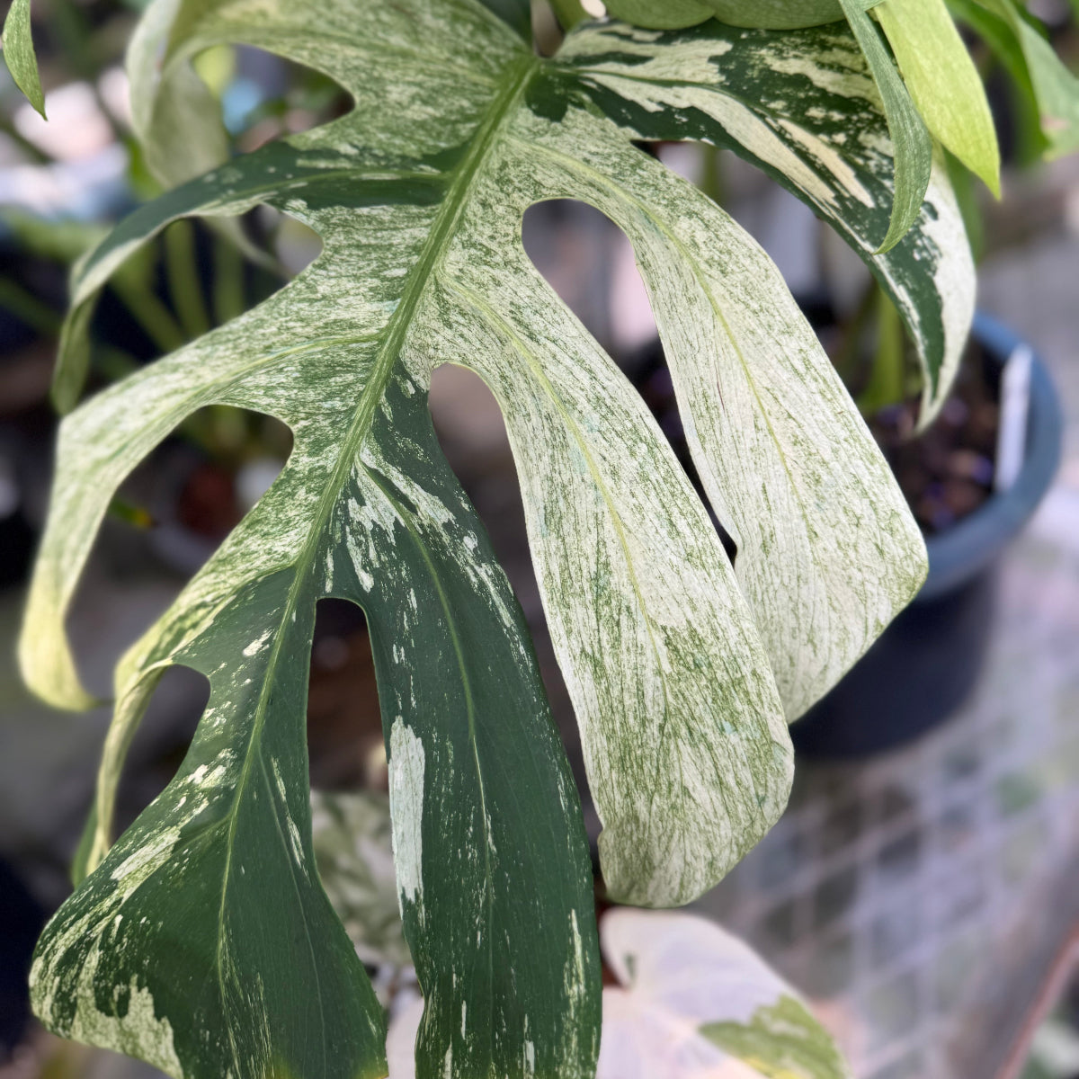 コレクション】モンステラ 'ボルシギアナミント' – RARE PLANTS JAPAN