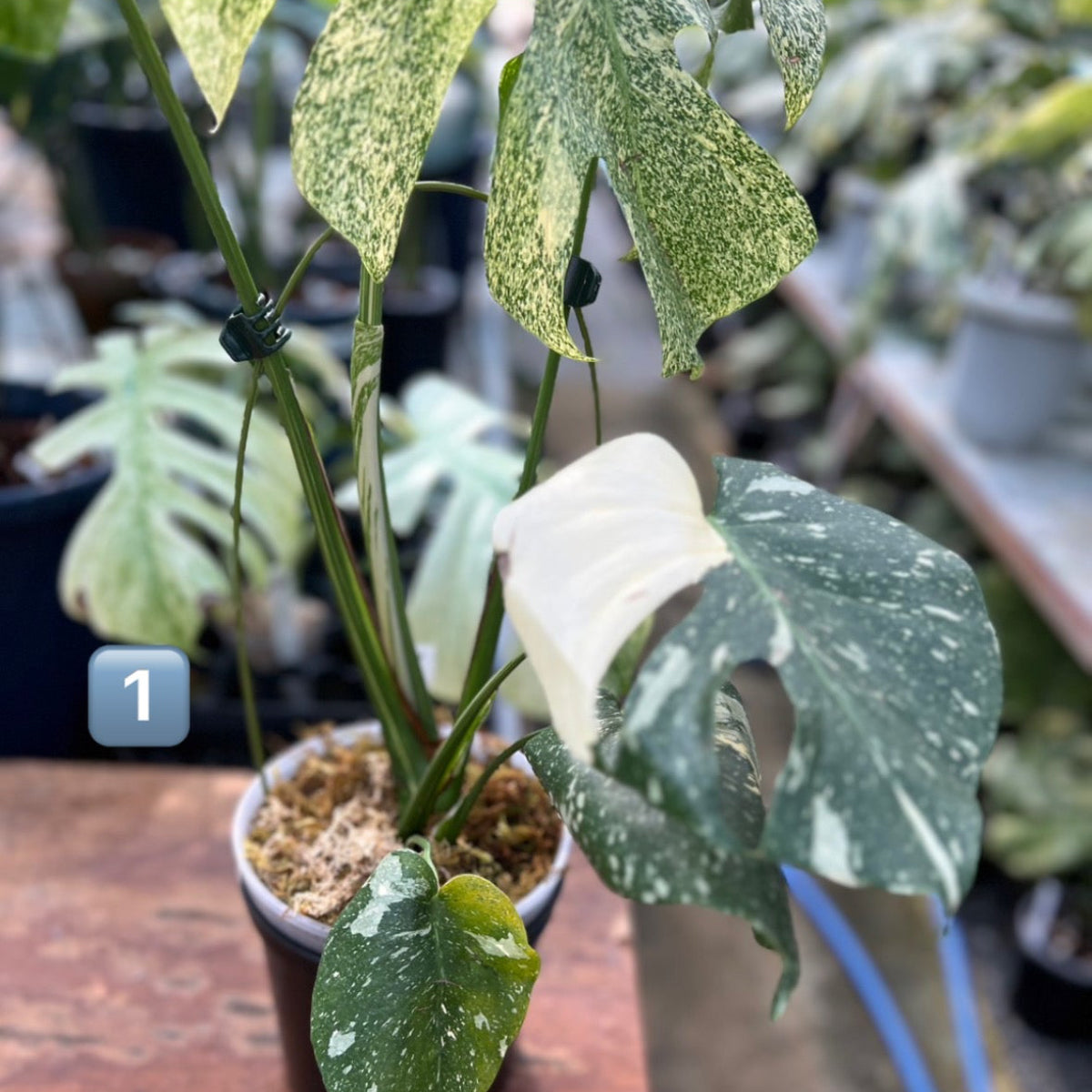 モンステラ デリシオーサ スターライト トップカット モンステラ